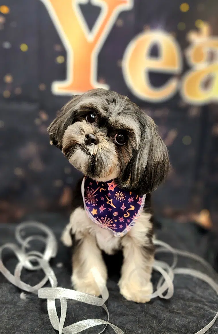 Cali, freshly groomed