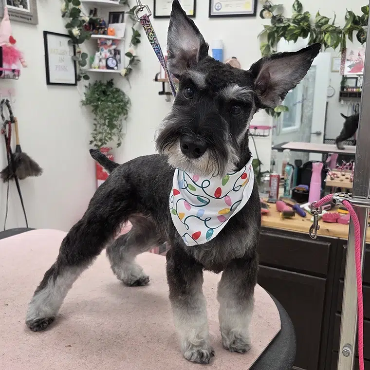 Charlee, freshly groomed