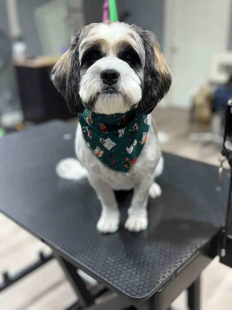 Coco, freshly groomed