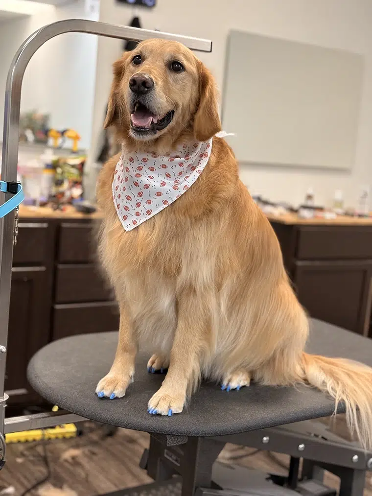 Hazel, freshly groomed