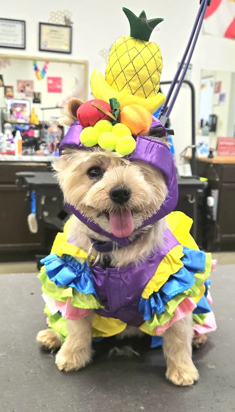 Ivy, freshly groomed