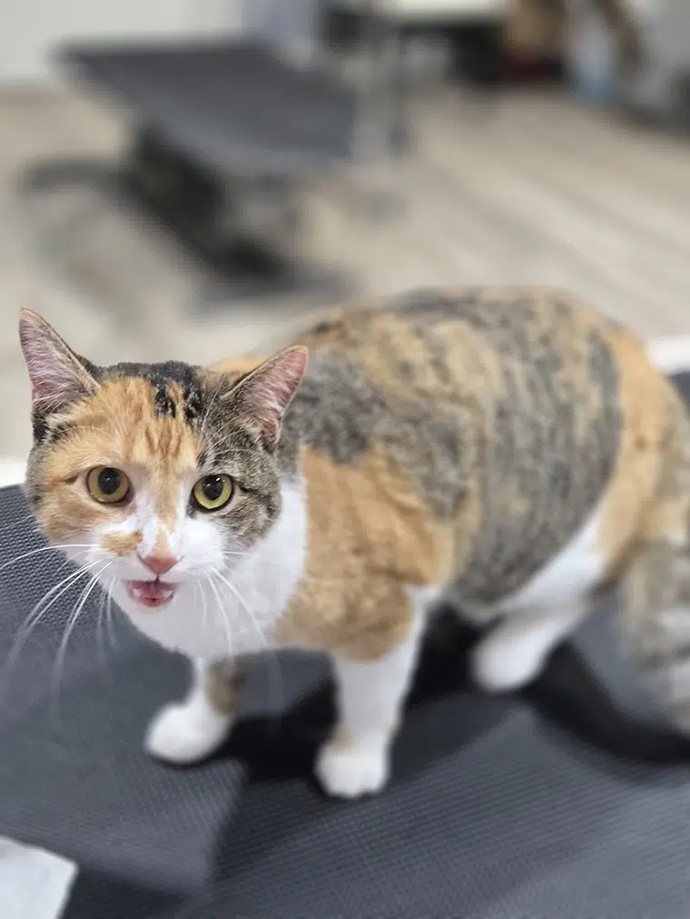 Kit Kat, freshly groomed