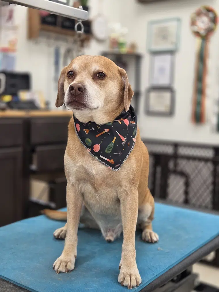 Koda, freshly groomed
