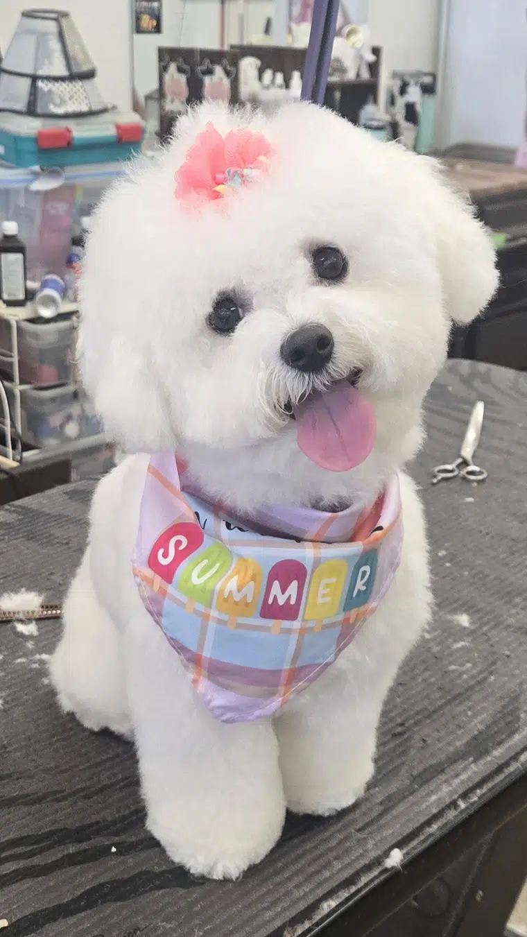 Lucy, freshly groomed