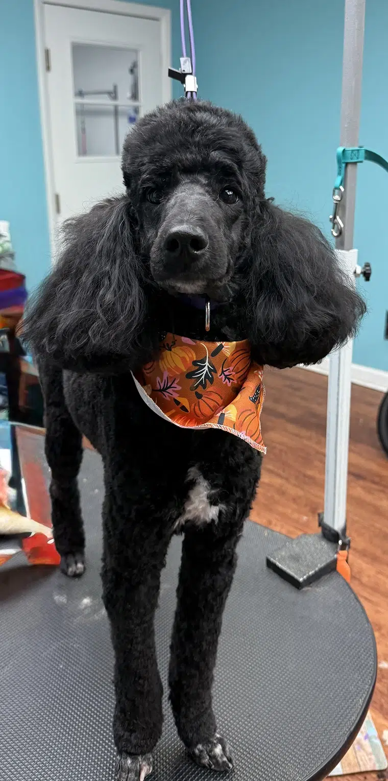 Midge, freshly groomed