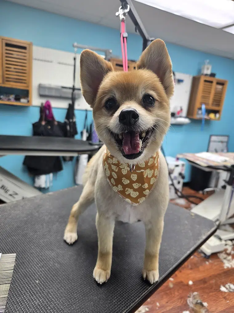 Petey, freshly groomed