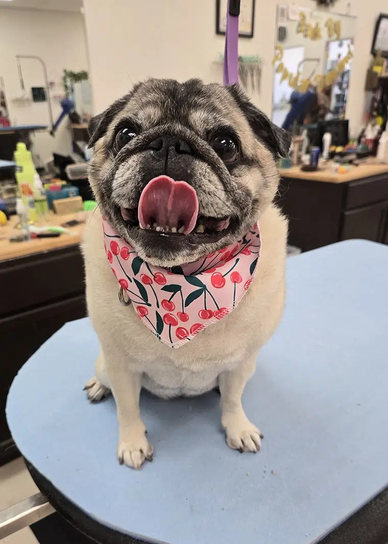 Rita, freshly groomed
