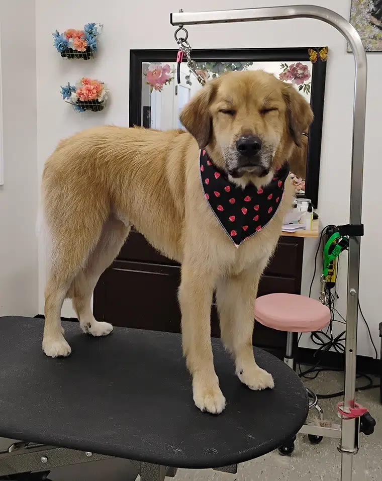 Thanos, freshly groomed