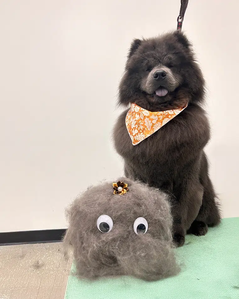 Thunder, freshly groomed