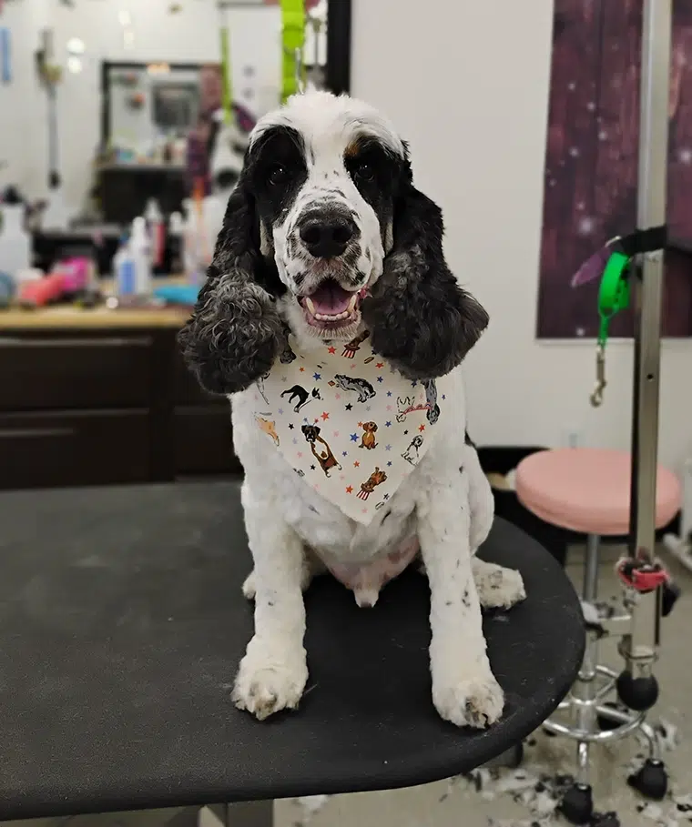 Ziggy, freshly groomed